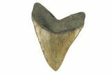 Serrated, Fossil Megalodon Tooth - North Carolina #272799-2